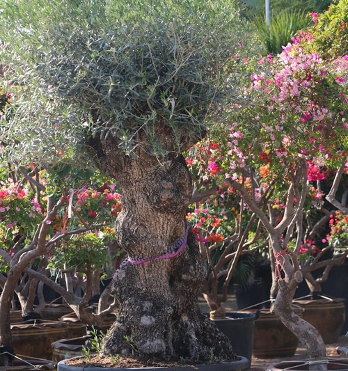 Olea Europea