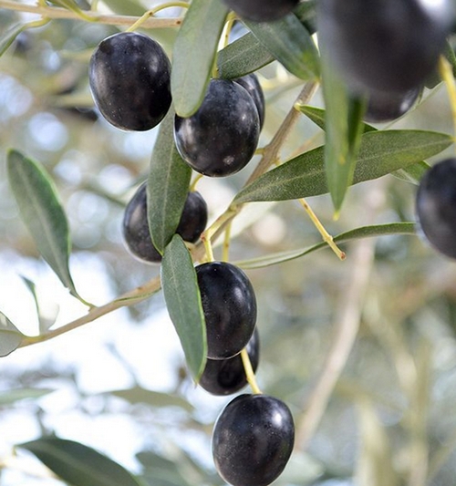 Olea Europea Joven