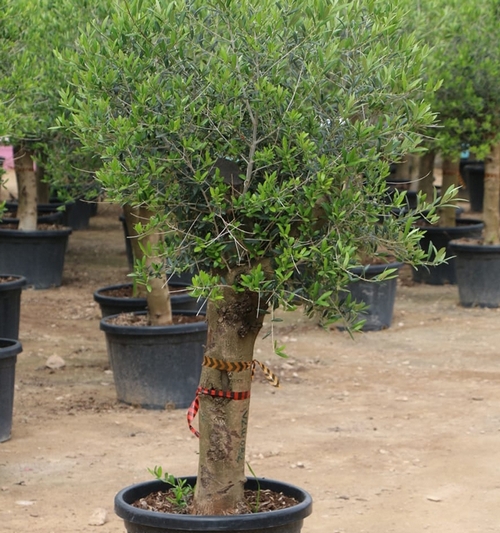 Olea Europea