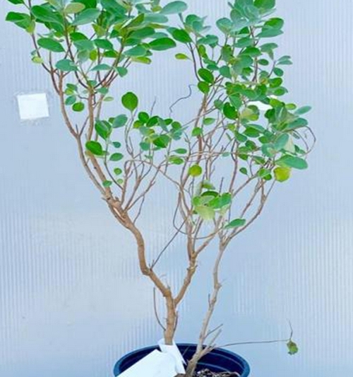 Vitex Rotundifolis