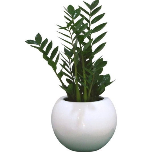 Zamioculcas zamiifolia (ZZ Plant)
