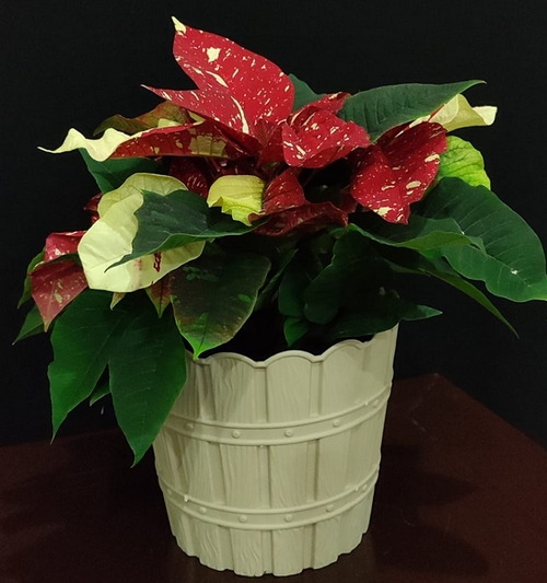 Image of Poinsettia Assorted