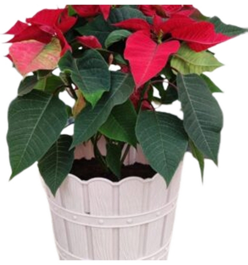 Image of Poinsettia Assorted