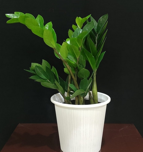 Zamioculcas Zamifolla(ZZ) 45cm