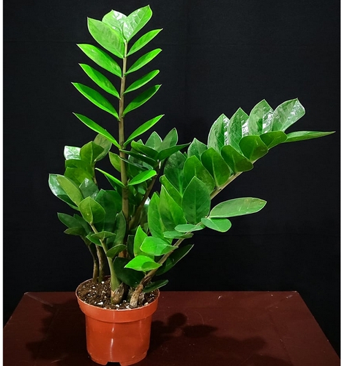 Zamioculcas Zamifolla(ZZ) 45cm