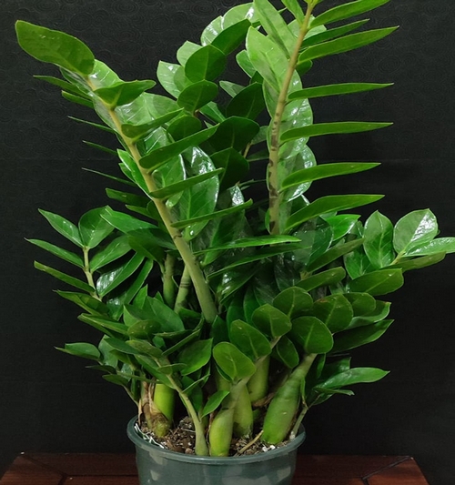 Zamioculcas Zamifolla(ZZ) 75cm