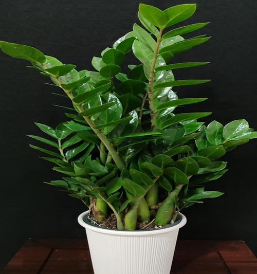 Zamioculcas Zamifolla(ZZ) 75cm