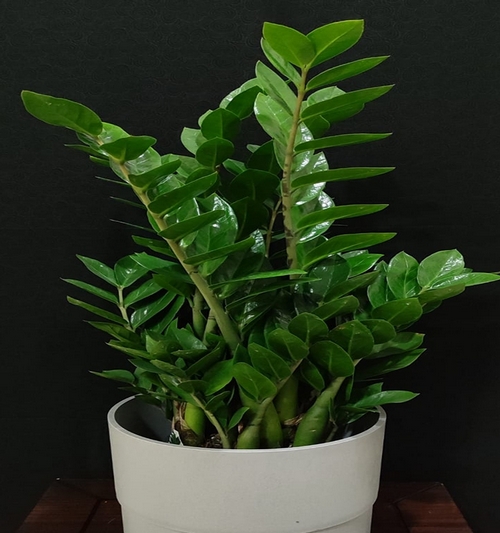 Zamioculcas Zamifolla(ZZ) 75cm