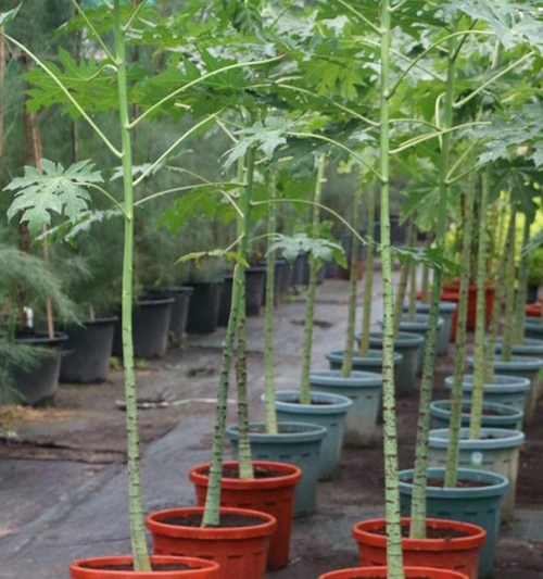 Papaya