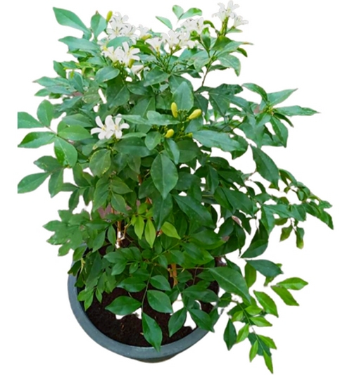Image of Murraya Paniculata