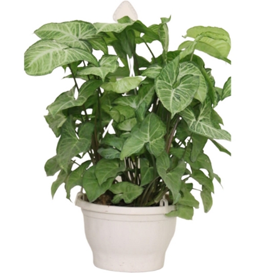syngonium
