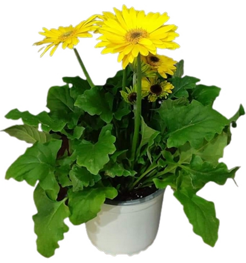 Gerbera daisy yellow