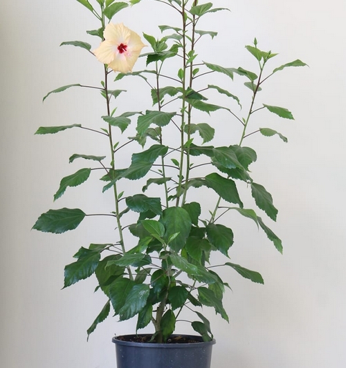 Hibiscus