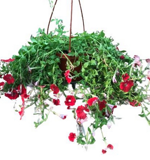 Red Petunia flowers( Small size) in Hanging pots