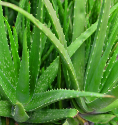 Zamioculcas zamiifolia (ZZ plant)ceramic pot