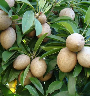 Manilkara Zapota Chickoo