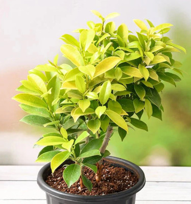 Ficus Panda