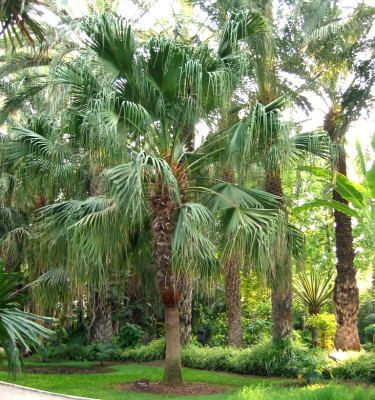 Livistonia Chinensis