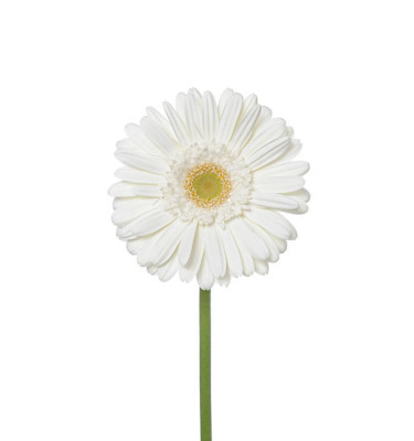 Gerbera daisy white