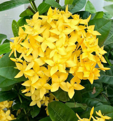 Ixora Yellow