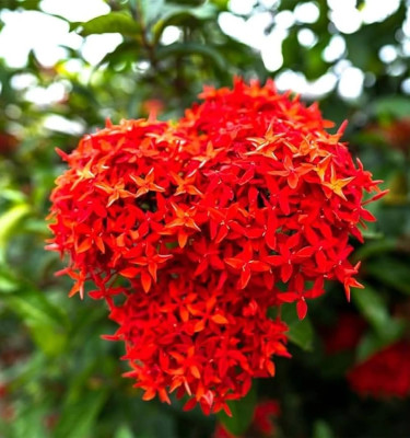 Ixora Red
