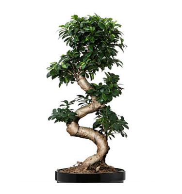 Ficus Bonsai A Shap