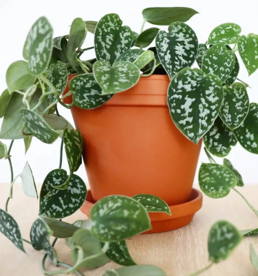 Image of Satin Pothos