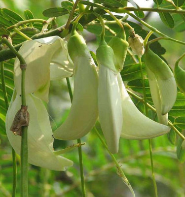 Image of Sesbania Grandiflora